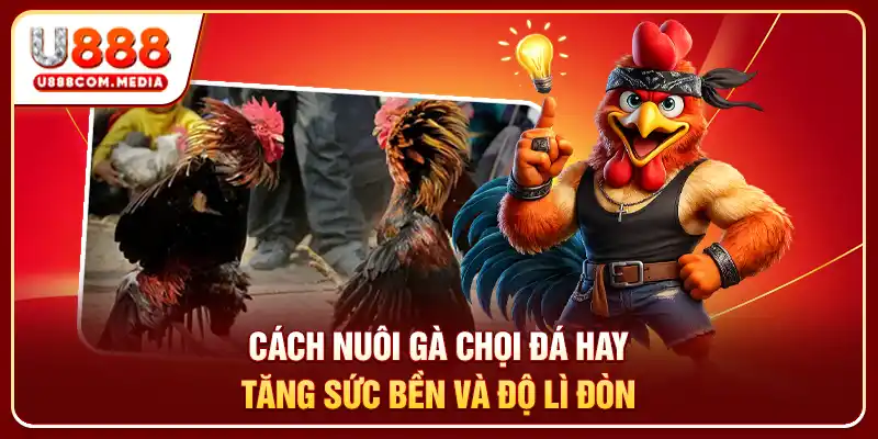 Cách nuôi gà chọi đá hay tăng sức bền và độ lì đòn