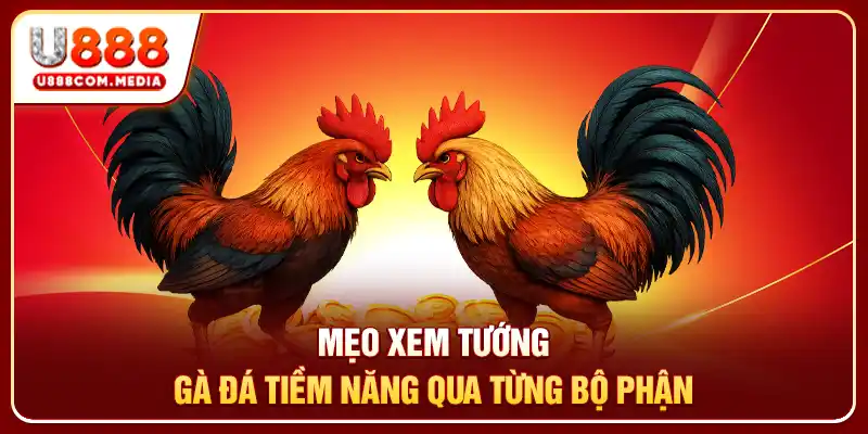 Mẹo xem tướng gà đá tiềm năng qua từng bộ phận
