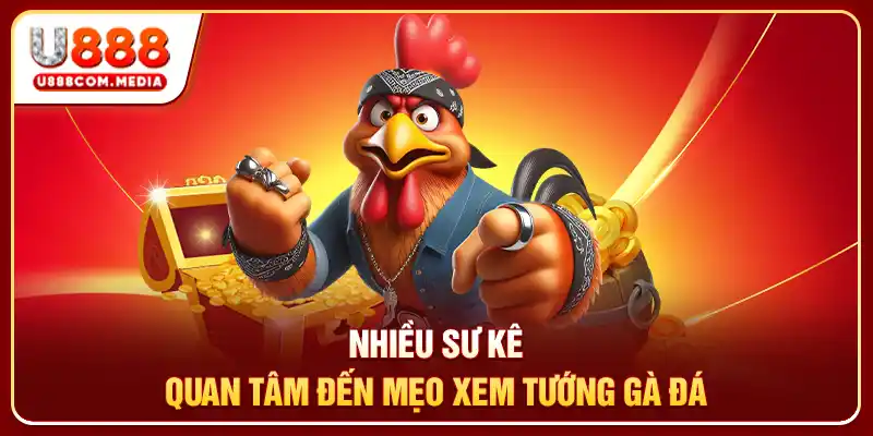 Nhiều sư kê quan tâm đến mẹo xem tướng gà đá